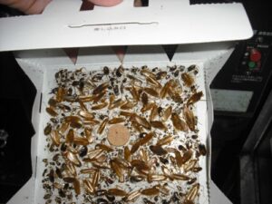 東京 レストラン厨房チャバネゴキブリ駆除