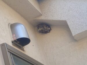 東京都　立川市　個人宅　ハチの巣駆除　蜂駆除