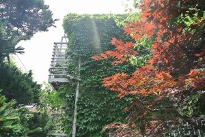 東京都新宿区集合住宅のツタ除去作業