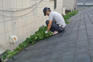 東京都品川区集合住宅屋根ツタ除去作業