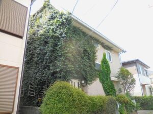 相模原蔦除去作業