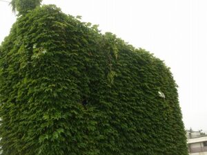 豊島区　オフィスビル　外壁除草作業