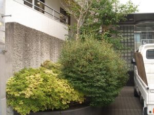 豊島区　オフィスビル　植栽せん定作業
