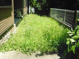 杉並区　アパート　除草作業