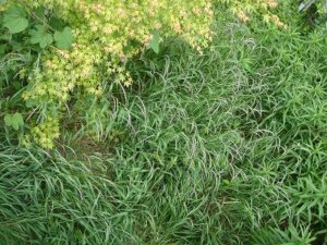 渋谷区　アパート除草作業