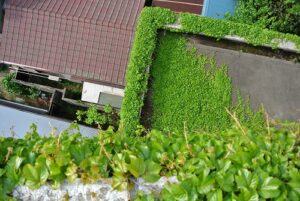 都内　テナントビル　外壁ツタ撤去（除草）作業