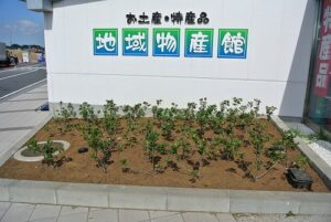 千葉県公共施設植栽　自動潅水ホース設置作業