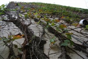 東京都目黒区　戸建てつた除去作業～ＢＥＦＯＲＥ編～