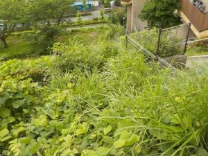 東京都多摩市　除草作業